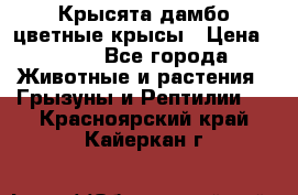 Крысята дамбо цветные крысы › Цена ­ 250 - Все города Животные и растения » Грызуны и Рептилии   . Красноярский край,Кайеркан г.